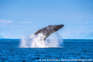 Humpback Whale Breach 313
