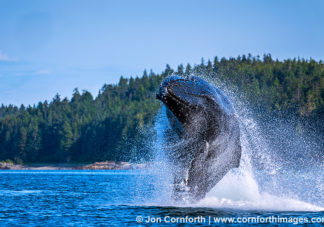 Humpback Whale Breach 315