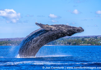 Humpback Whale Breach 320