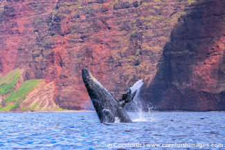 Humpback Whale Breach 321