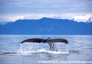 Humpback Whale Tail 51