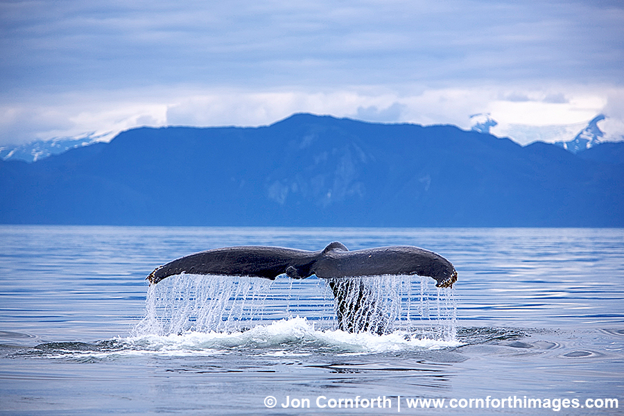 Humpback Whale Tail 51